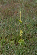 David Plant Photography - Wildlife Photography - Fen orchid - K