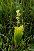 David Plant Photography - Wildlife Photography - Fen orchid - M