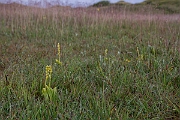 David Plant Photography - Wildlife Photography - Fen orchid - N