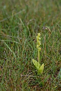David Plant Photography - Wildlife Photography - Fen orchid - O