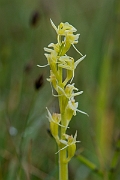 David Plant Photography - Wildlife Photography - Fen orchid - P
