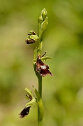 David Plant Photography - Wildlife Photography - Fly orchid - E