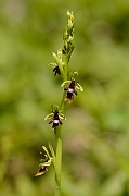 David Plant Photography - Wildlife Photography - Fly orchid - F