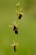 David Plant Photography - Wildlife Photography - Fly orchid - H