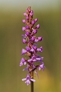 David Plant Photography - Wildlife Photography - Fragrant orchid - B