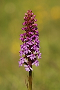 David Plant Photography - Wildlife Photography - Fragrant orchid - C
