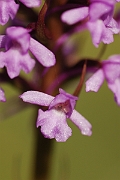 David Plant Photography - Wildlife Photography - Fragrant orchid - D