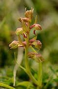 David Plant Photography - Wildlife Photography - Frog orchid - B