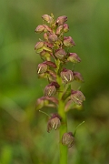 David Plant Photography - Wildlife Photography - Frog orchid - E