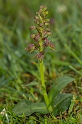 David Plant Photography - Wildlife Photography - Frog orchid - F