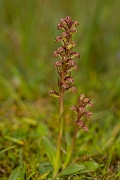 David Plant Photography - Wildlife Photography - Frog orchid - G