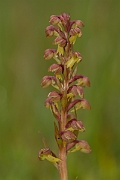 David Plant Photography - Wildlife Photography - Frog orchid - H