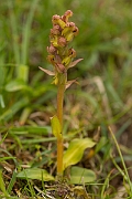 David Plant Photography - Wildlife Photography - Frog orchid - I
