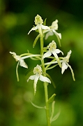 David Plant Photography - Wildlife Photography - Greater butterfly orchid - B