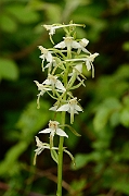 David Plant Photography - Wildlife Photography - Greater butterfly orchid - C