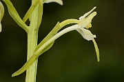 David Plant Photography - Wildlife Photography - Greater butterfly orchid - E