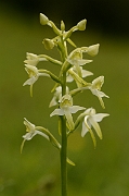 David Plant Photography - Wildlife Photography - Greater butterfly orchid - G