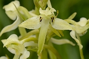 David Plant Photography - Wildlife Photography - Greater butterfly orchid - H