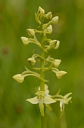 David Plant Photography - Wildlife Photography - Greater butterfly orchid - I