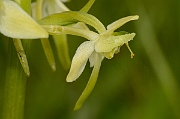 David Plant Photography - Wildlife Photography - Greater butterfly orchid - J