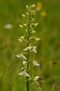 David Plant Photography - Wildlife Photography - Greater butterfly orchid - K