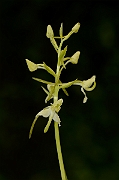 David Plant Photography - Wildlife Photography - Greater butterfly orchid - L