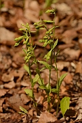 David Plant Photography - Wildlife Photography - Green-flowered helleborine - A