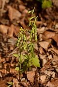 David Plant Photography - Wildlife Photography - Green-flowered helleborine - B