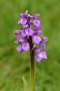 David Plant Photography - Wildlife Photography - Green-winged orchid - A