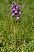 David Plant Photography - Wildlife Photography - Green-winged orchid - B