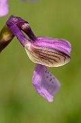 David Plant Photography - Wildlife Photography - Green-winged orchid - C