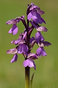David Plant Photography - Wildlife Photography - Green-winged orchid - F