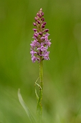 David Plant Photography - Wildlife Photography - Heath fragrant orchid - A