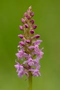 David Plant Photography - Wildlife Photography - Heath fragrant orchid - B