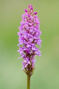 David Plant Photography - Wildlife Photography - Heath fragrant orchid - D
