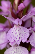 David Plant Photography - Wildlife Photography - Heath spotted orchid - B