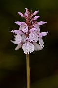 David Plant Photography - Wildlife Photography - Heath spotted orchid - C