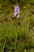 David Plant Photography - Wildlife Photography - Heath spotted orchid - D