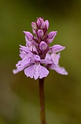 David Plant Photography - Wildlife Photography - Heath spotted orchid - E