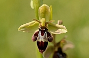 David Plant Photography - Wildlife Photography - Hybrid bee x fly orchid - A