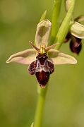 David Plant Photography - Wildlife Photography - Hybrid bee x fly orchid - C