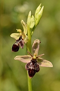 David Plant Photography - Wildlife Photography - Hybrid bee x fly orchid - D