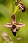 David Plant Photography - Wildlife Photography - Hybrid bee x fly orchid - G