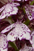 David Plant Photography - Wildlife Photography - Lady orchid - A