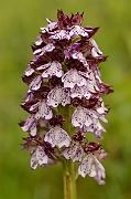 David Plant Photography - Wildlife Photography - Lady orchid - B