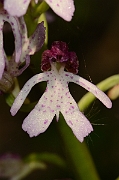 David Plant Photography - Wildlife Photography - Lady orchid - C