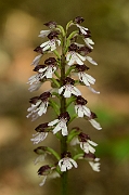 David Plant Photography - Wildlife Photography - Lady orchid - D
