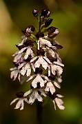 David Plant Photography - Wildlife Photography - Lady orchid - E