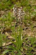 David Plant Photography - Wildlife Photography - Lady orchid - G