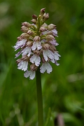 David Plant Photography - Wildlife Photography - Lady orchid - H